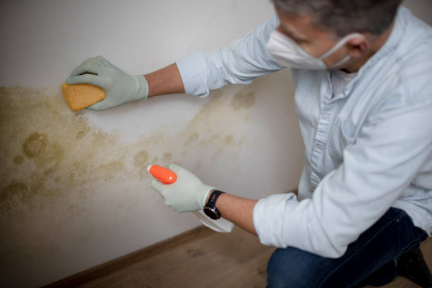 Mold Testing and Removal in Lansdowne, MD