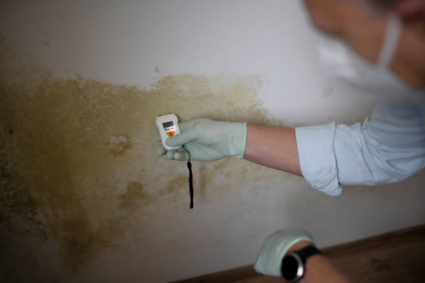 Best Residential Mold Removal  in Lansdowne, MD