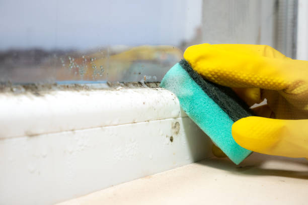 Best Attic Mold Removal  in Lansdowne, MD