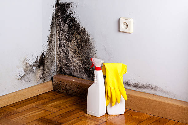 Mold Removal and Inspection in Lansdowne, MD